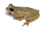 sticky frog groups studio