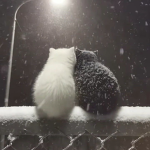 / snowfall
