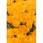 *+-Yellow Tulips-+*