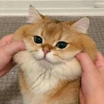 cats of mitey