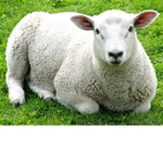 #SHEEP'S RULE!