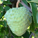 Cherimoya Games