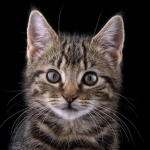 Kenzie's cat group
