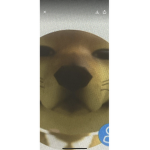 The Dog and Doge Group