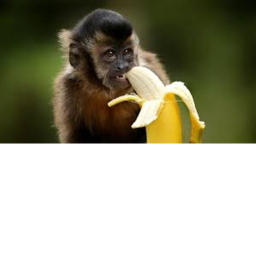 Monkey Training