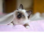 CatFamGroup