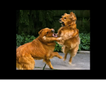 Dogs are life :D