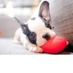 Cute puppies since dinosaurs