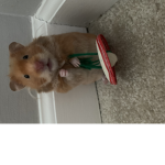 Penny the hammy
