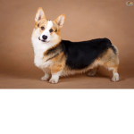 Corgi Breads