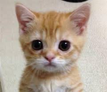 project perros y gatos