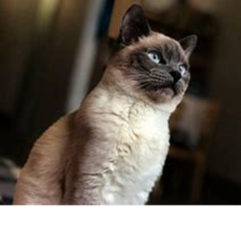 The Cat Game
