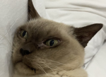 Cats Are The Best :D