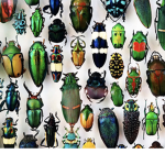 Colored Bugs