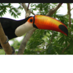 Toucan Group(clothing)