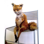 fox cults
