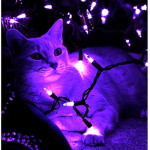 PurpleCatsUnited