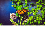 ButterfliesPeps