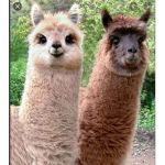 Cute Llama
