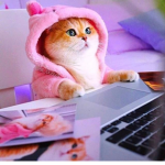 gaming kitty cat squad