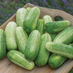 “ cucumbers “