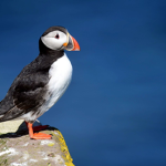 Puffins out
