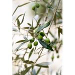 Olivia’s Olive children