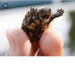 Turtlessssss
