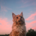 Cats plus gymnastics <3