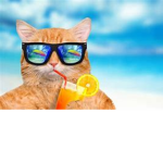 the funy cats