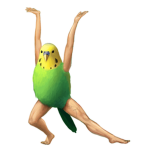 Birds.