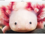 EPIC Axolotl GANG
