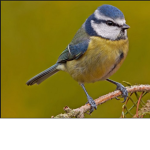 bird finders