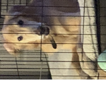 Free huge pet