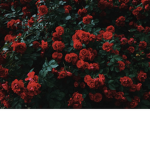 .R.O.S.E.S.
