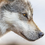 Ro-Wolves