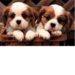 dog lovers so much
