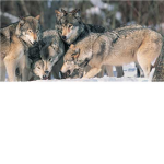 Wolves of the Rising Snow Territory