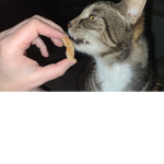 Join this club if you like cats