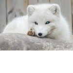 Les cool renard