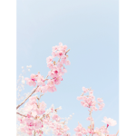 ~ Aesthetic flowers~