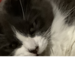 Cat fun gang
