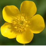 Yellow Flowers Are Awesome