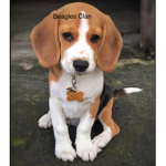 Beagle Clan