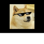 You like doges right?