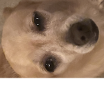 HEWO CHCIKEN