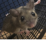 Vermin creatures
