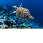 Save The Turtles And Trees :)