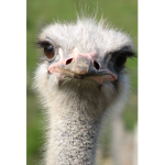 Ostrich military