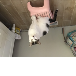 The Chaotic Cats.